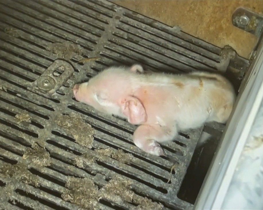 Nyfødt pattegris sidder fast med bagben/hofte i gulvet