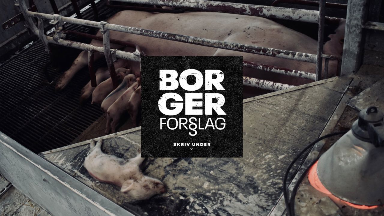 Borgerforslag om grise