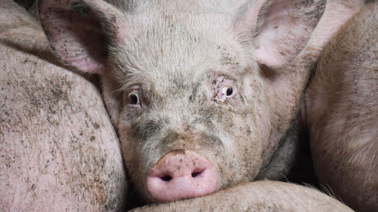 Gris i produktion kigger ind i kameraet tæt omgivet af andre grise