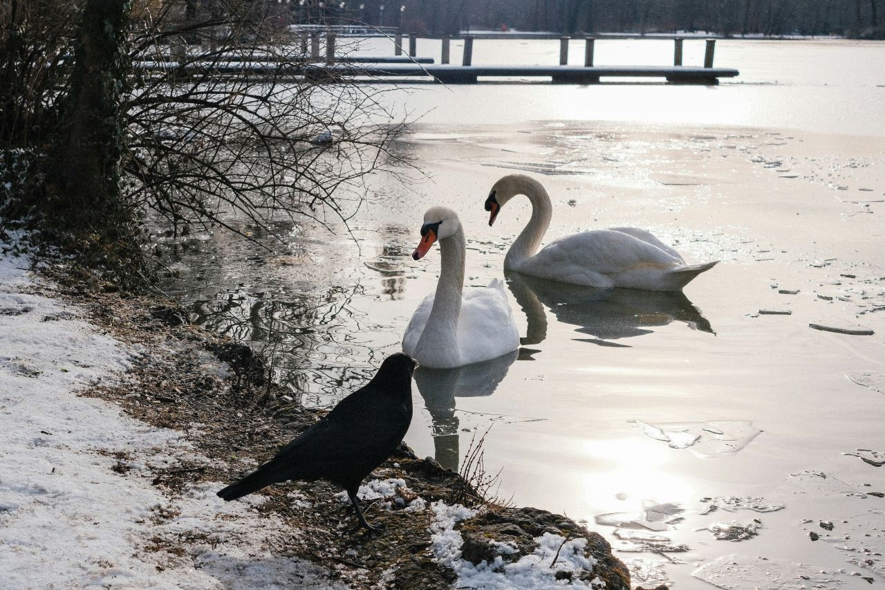 To knopsvaner ved en snedækket søbred ved vintertid