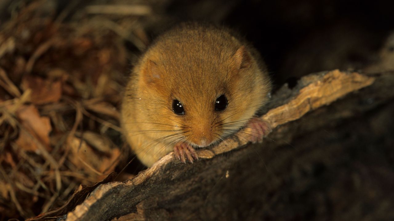 Hasselmus i mørk skovbund