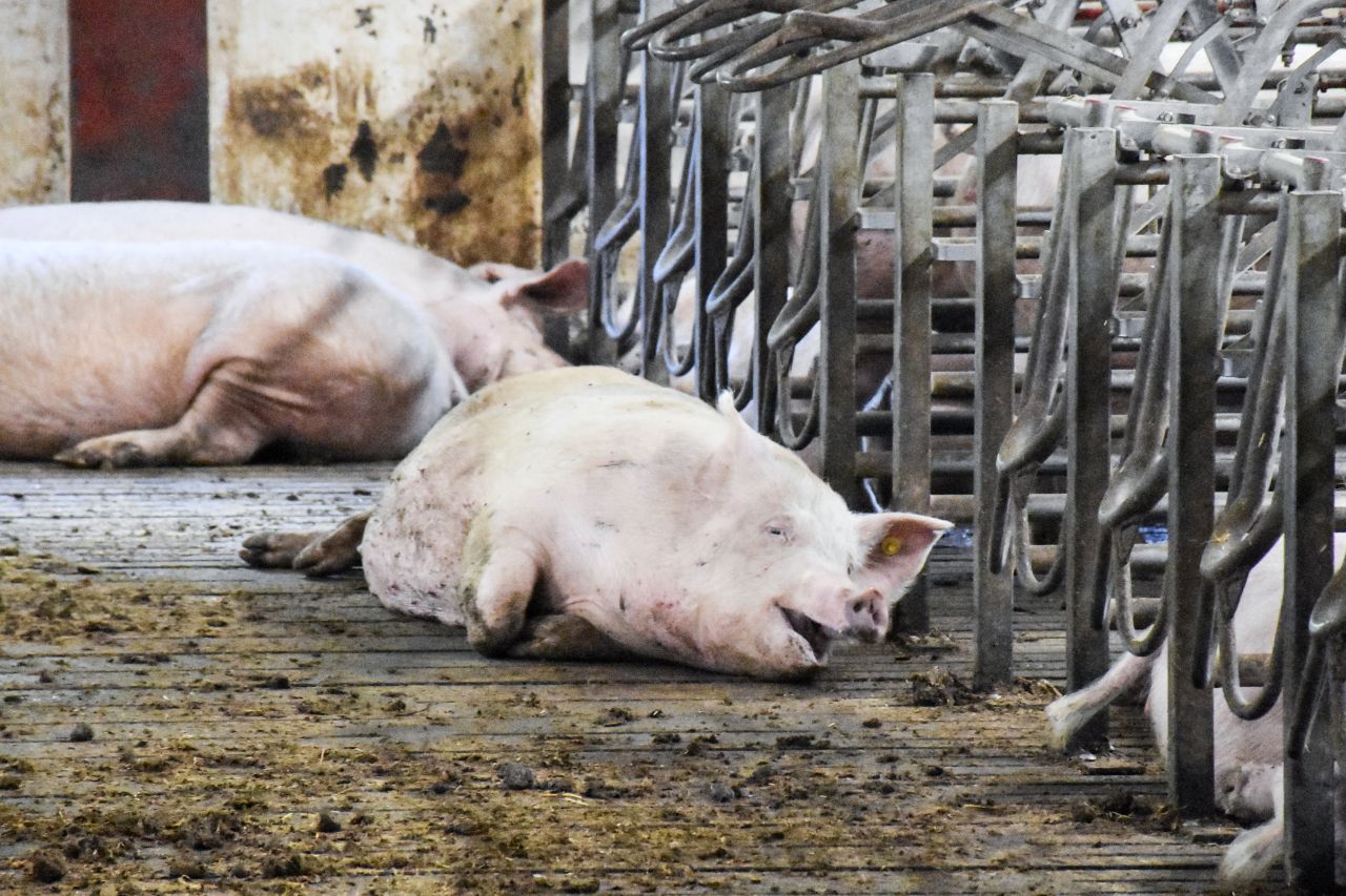 Gris, der er kollapset