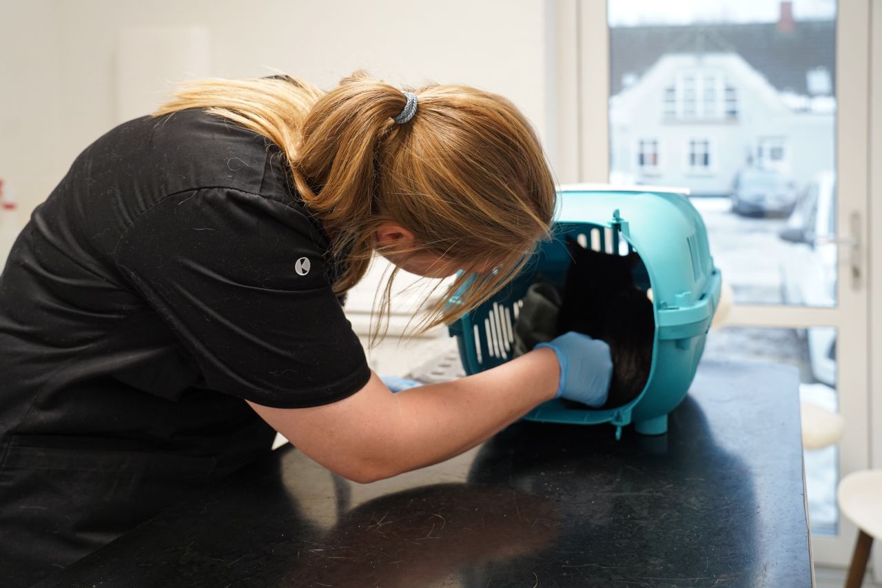 Kat i pleje på et internat