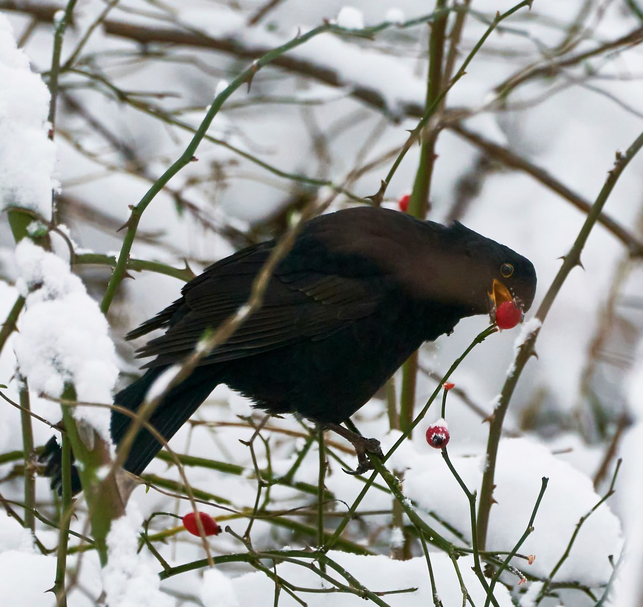 Solsort spiser et bær