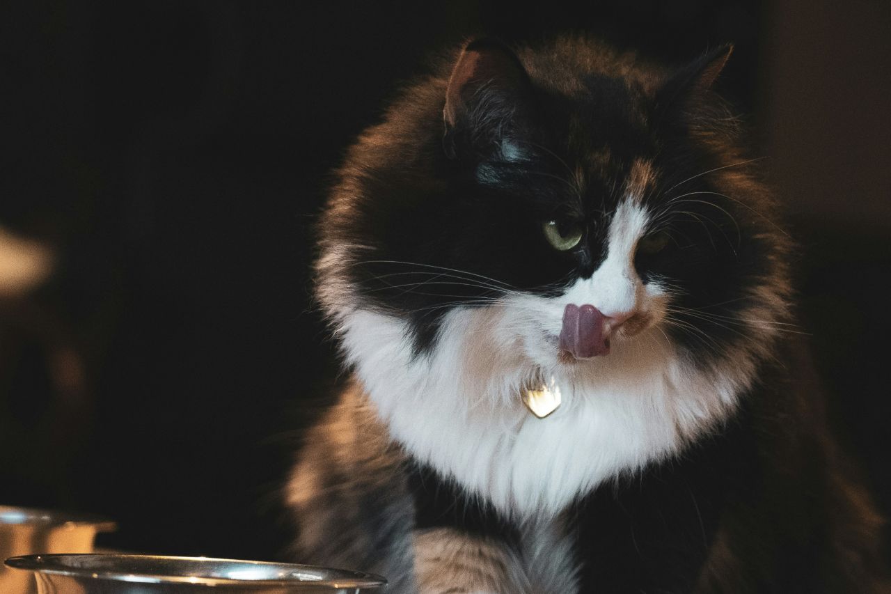 Sort kat slikker sig om munden