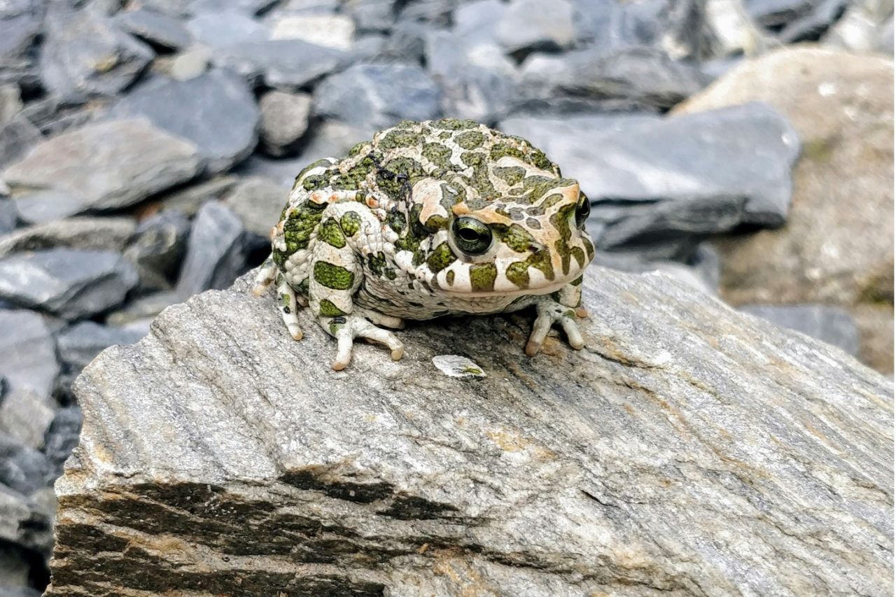 Grønbroget tudse på strandsten ved kysten