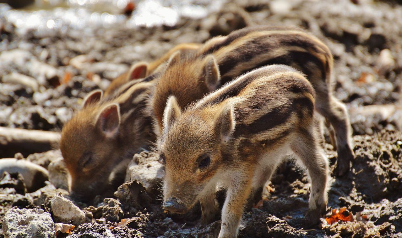 To små vildsvineunger med striber på ryggen går tæt sammen på mudret jord.