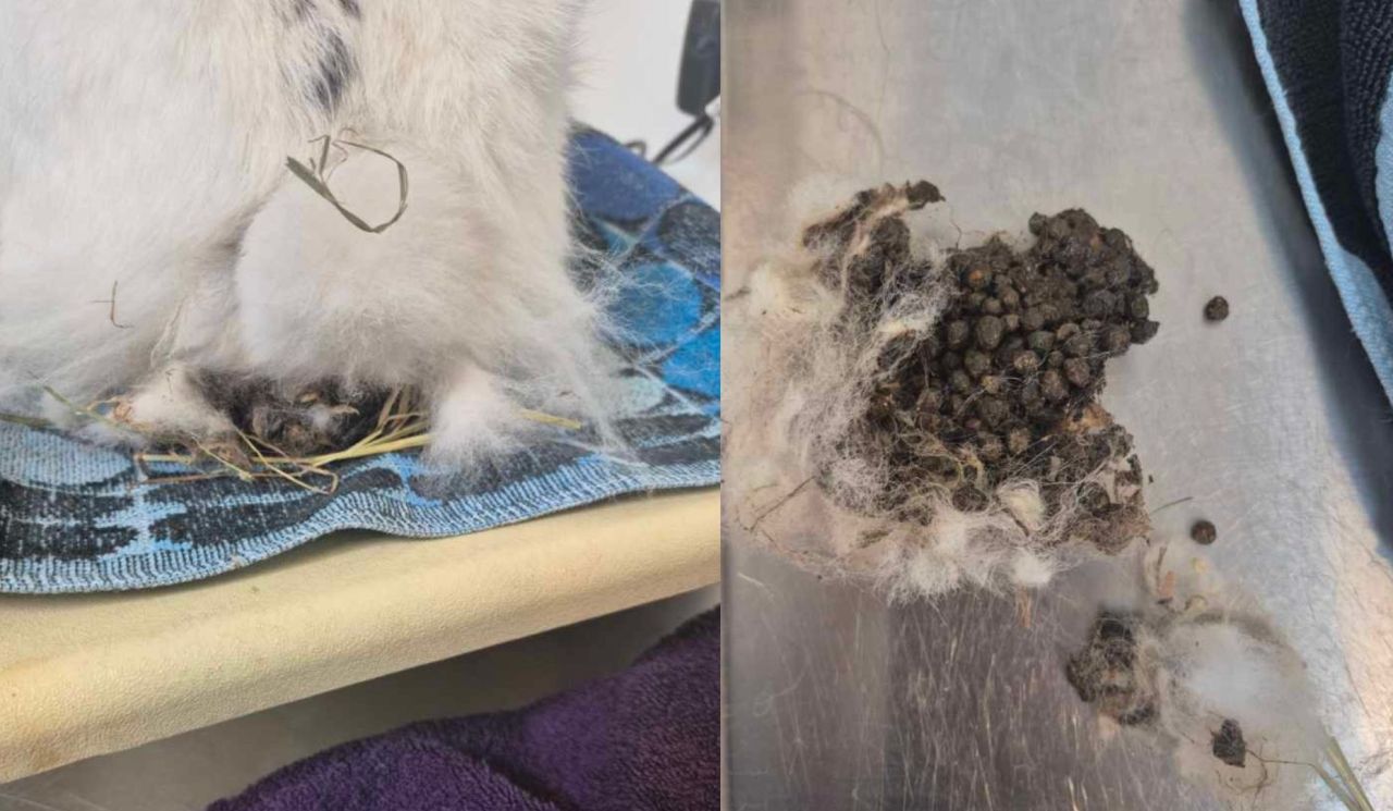 En stor sammenklumpning af kaninafføring klippet af kanin