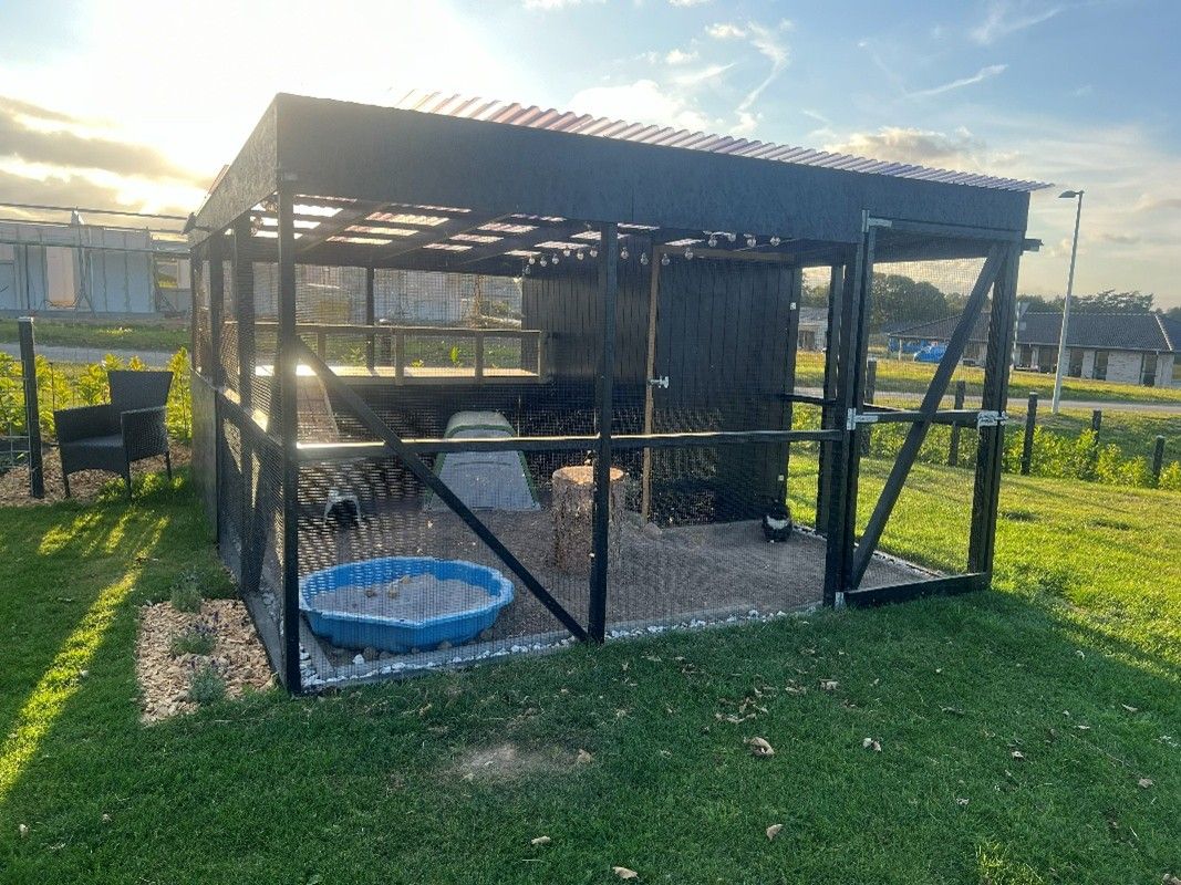 En stor, sort trævoliere står i en have med græs omkring. Indhegningen har net på siderne, et tag og flere niveauer indeni. Der står et blåt bassin, en trækasse og en rampe, så kaninerne kan bevæge sig rundt. Solen står lavt og lyser ind gennem nettet.