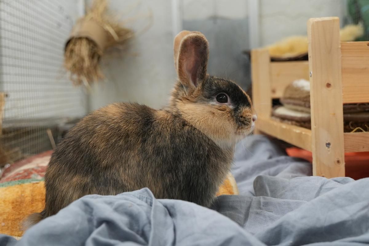 Kanin ligger og venter på stykke stof