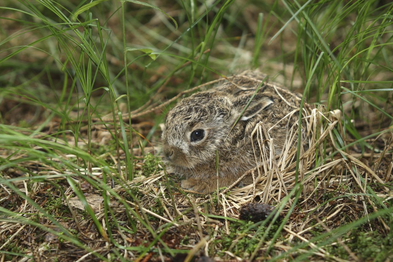 En harekilling trykker sig i græsset