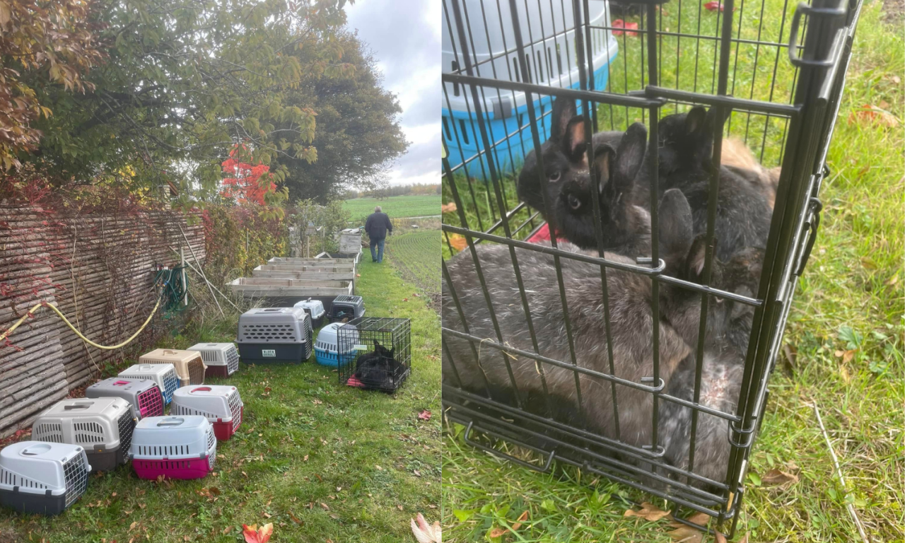 Flere transportkasser står på græs i en have, og kaniner sidder tæt sammen i et metalbur under indfangningen