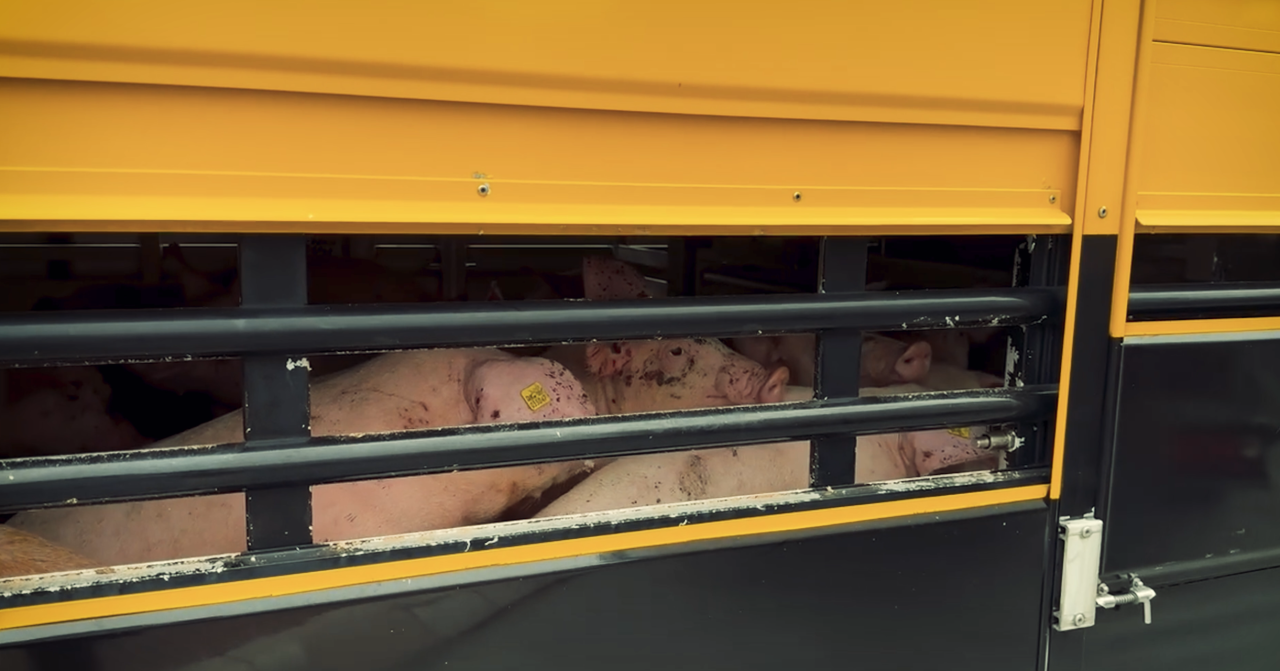 Grise på transporter. 