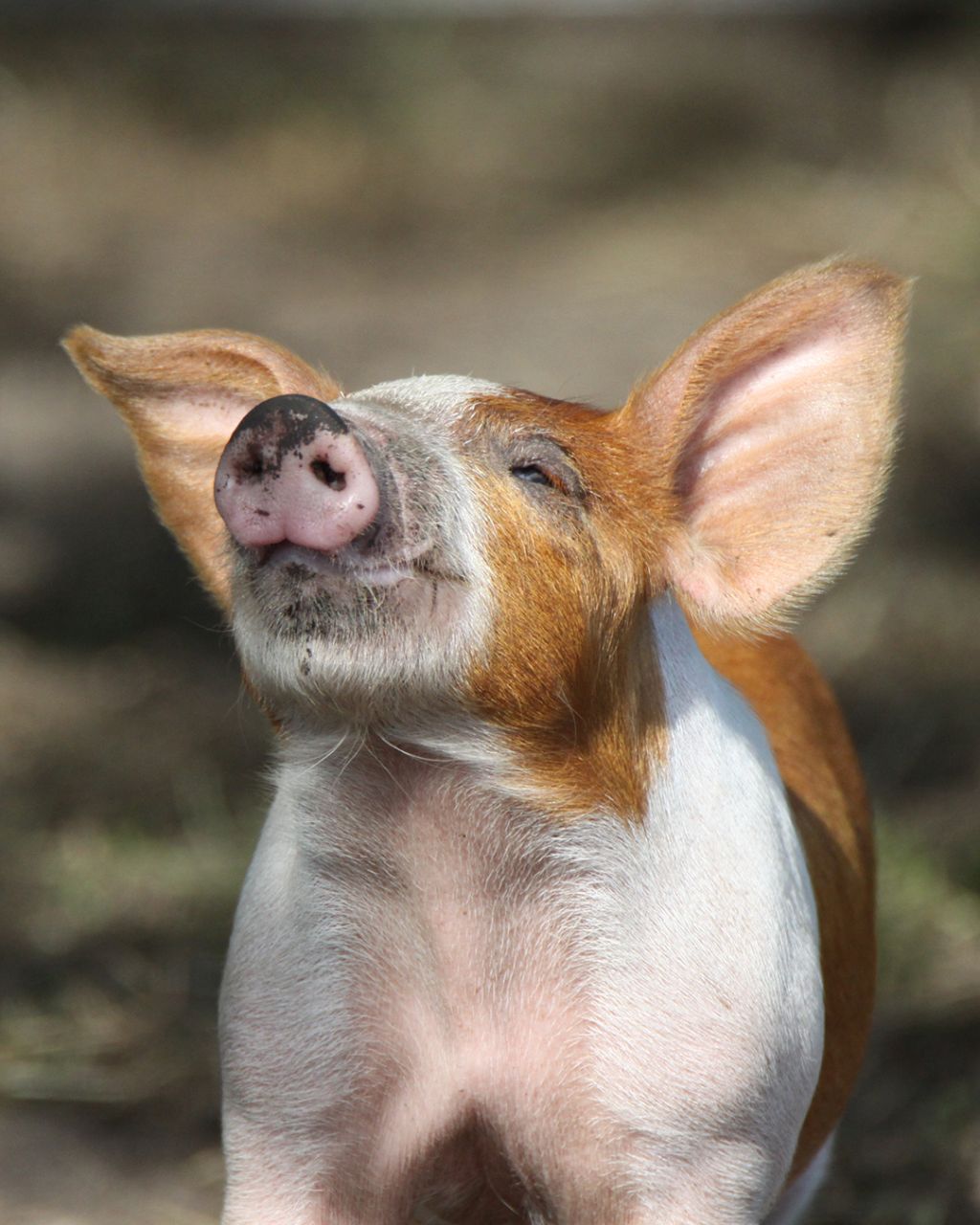 Gris vejrer morgenluft