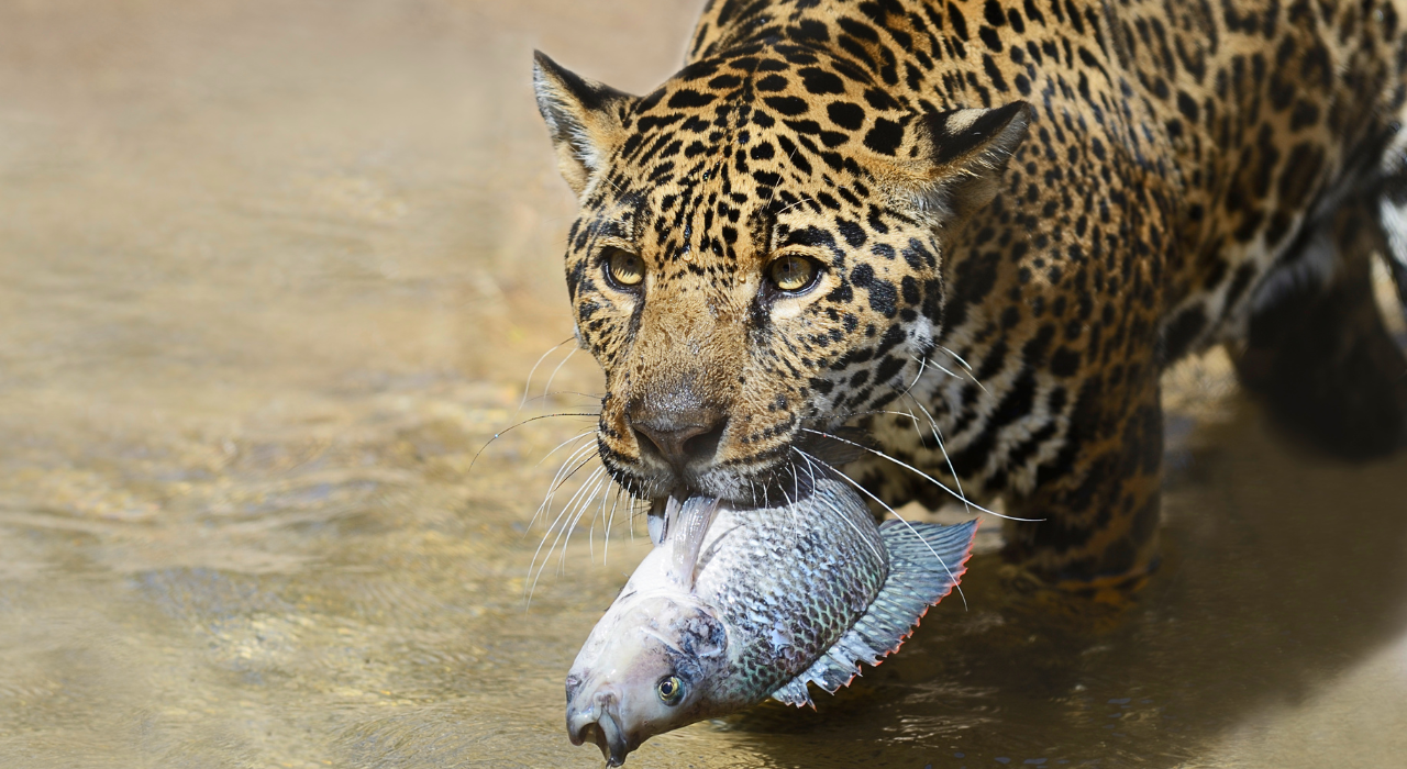 Jaguar med fisk i munden
