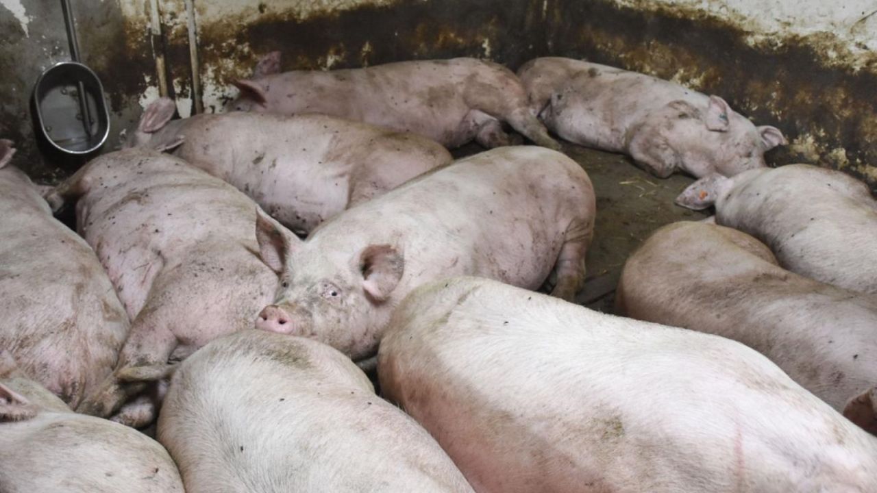 Grise i industrilandbrug står i en stald