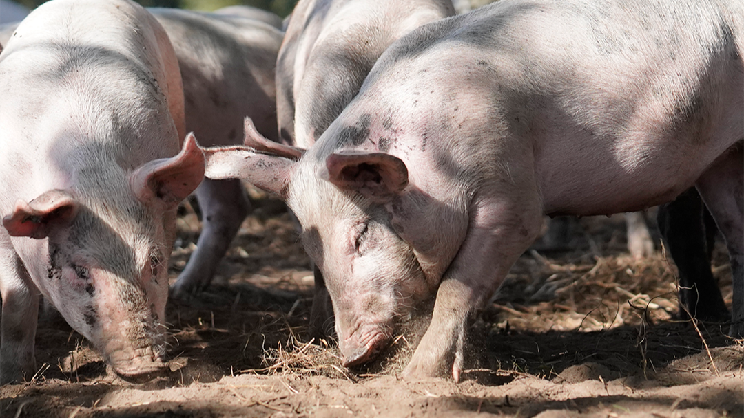 Grise roder på mark