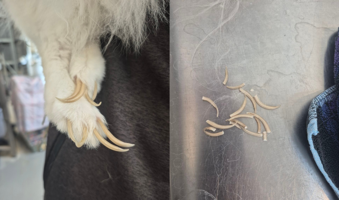 To billeder af meget lange kløer på kanin. Det ene hvor de endnu ikke er klippet og buer, et andet hvor de ligger afklippede