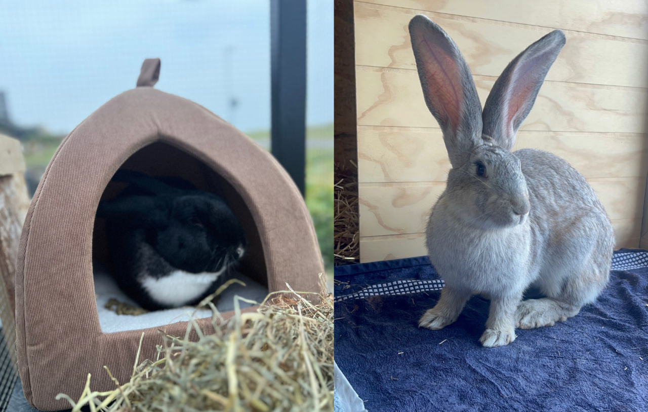 Til venstre sidder den sorte kanin inde i et lille, brunt kaninhus med hø foran åbningen. Til højre sidder en lys, grå kanin oprejst på et mørkt underlag. Begge kaniner har lange, opretstående ører.