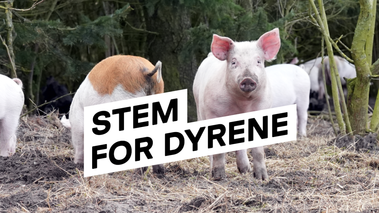 Se partiernes griseplaner