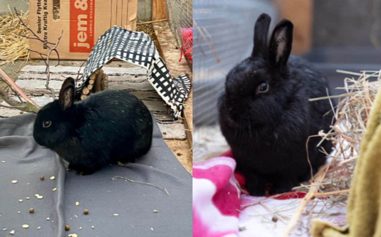 Kaniner sidder i bure med tæpper og halm i rolige omgivelser. De virker mere trygge end tidligere og er under pleje.