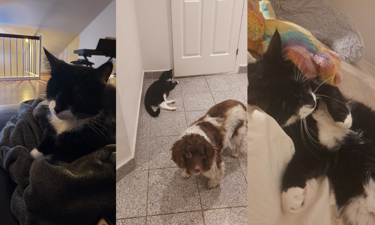 Tre billeder af katten Viggo: I sofaen, sammen med sin nye hunde-ven og midt i en lur