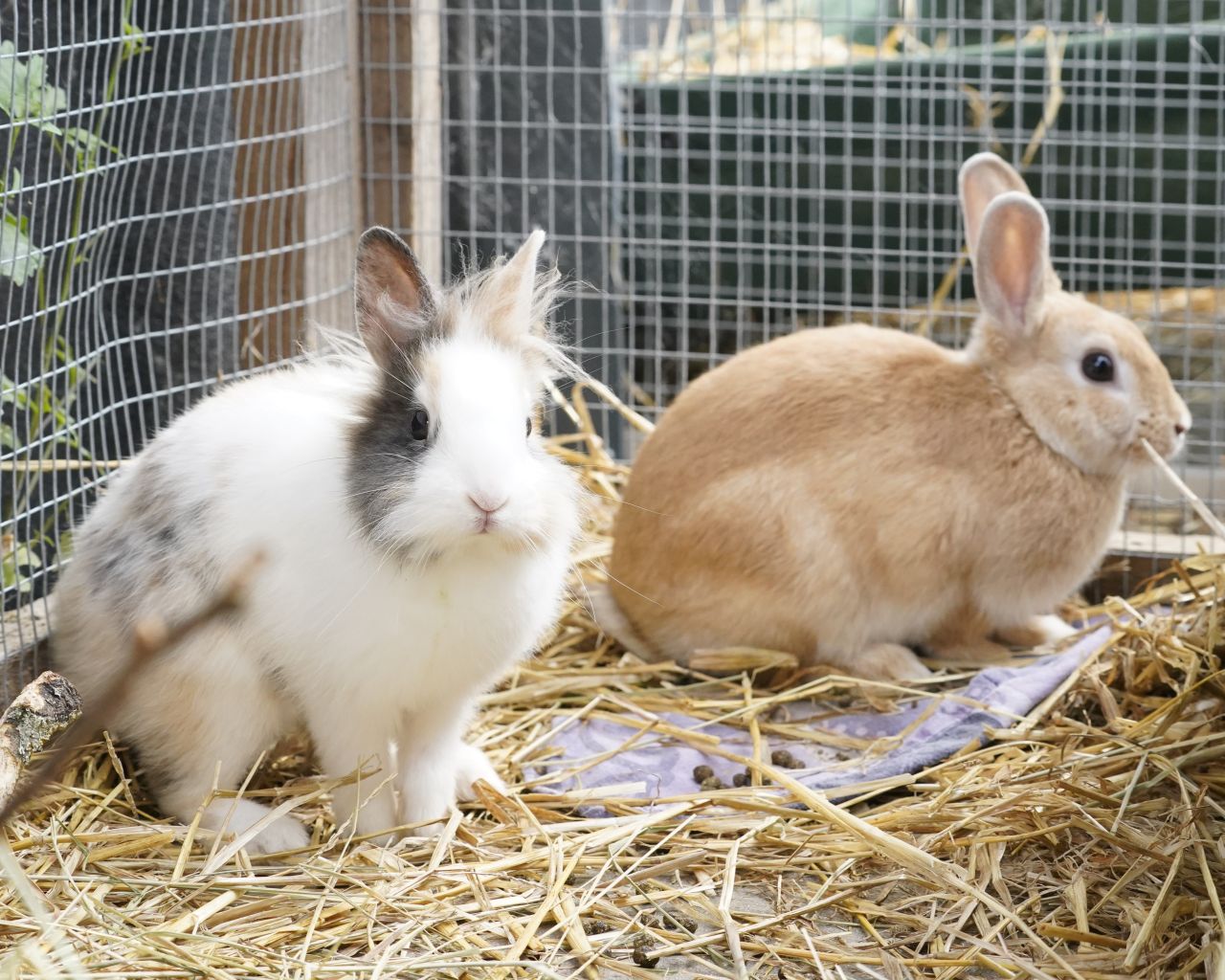 To kaniner i et bur