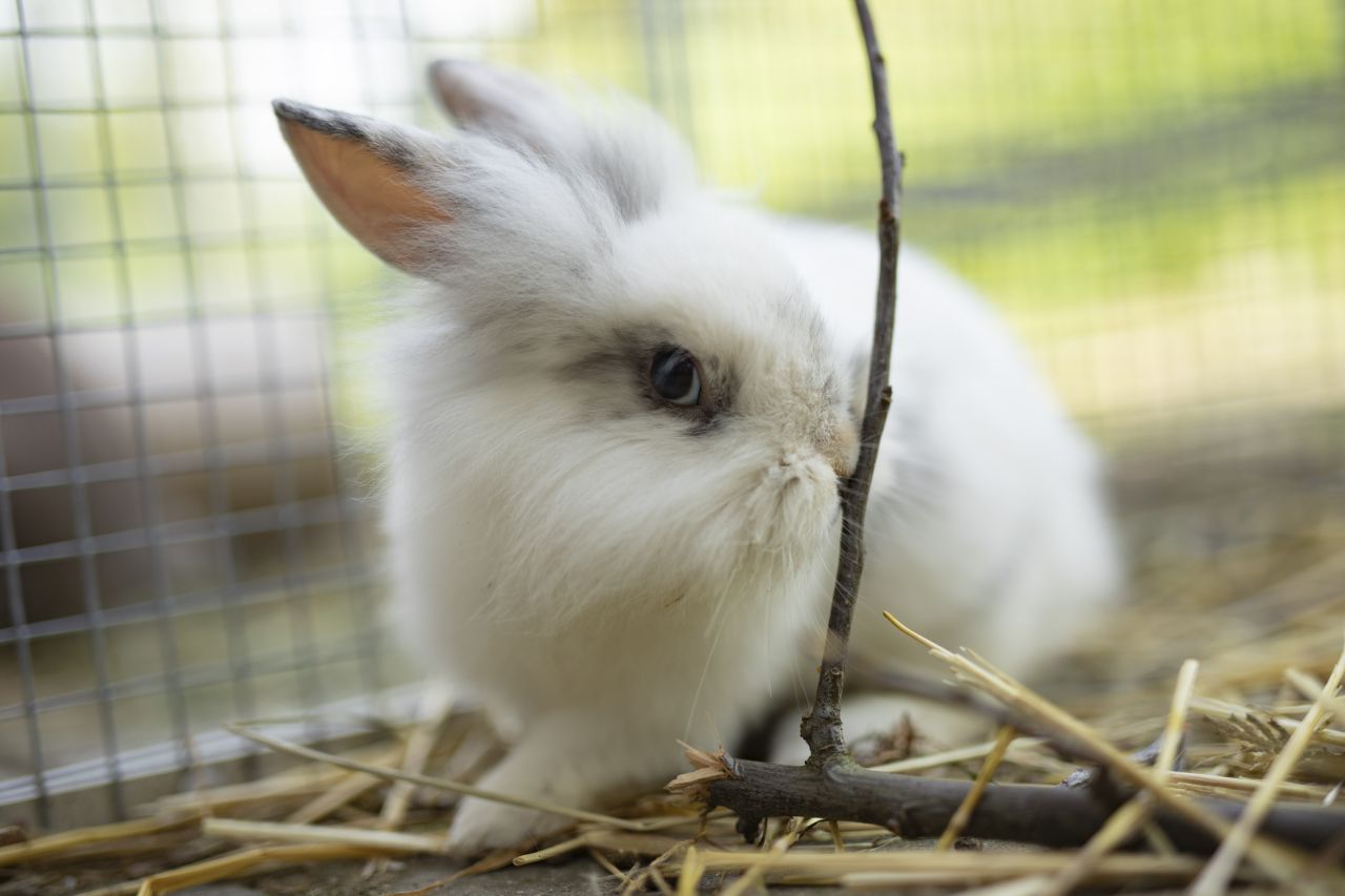 En hvid kanin sidder på halm i et bur og gnaver i en tynd gren. Baggrunden er et trådnet og grønt område udenfor.