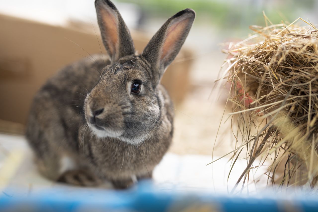 Kanin spiser hø