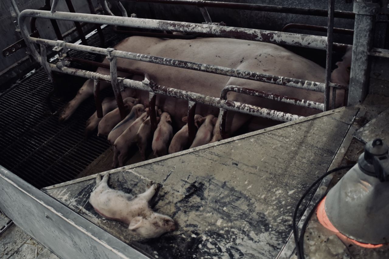 død pattegris i stald