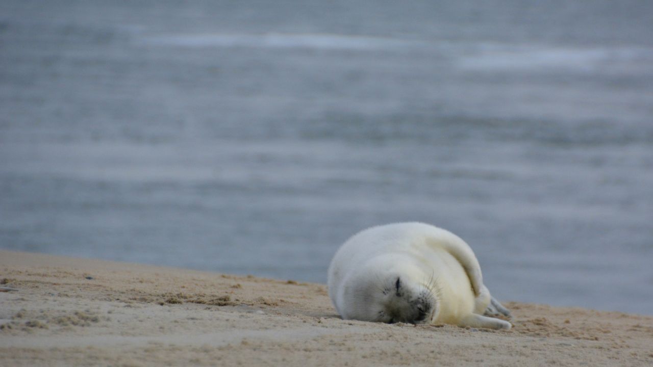 Gråsælunge hviler sig på stranden