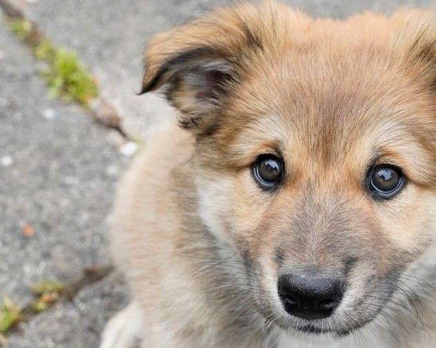 Hund kigger i kamera