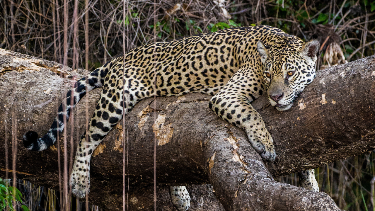 Jaguar i Amazonas