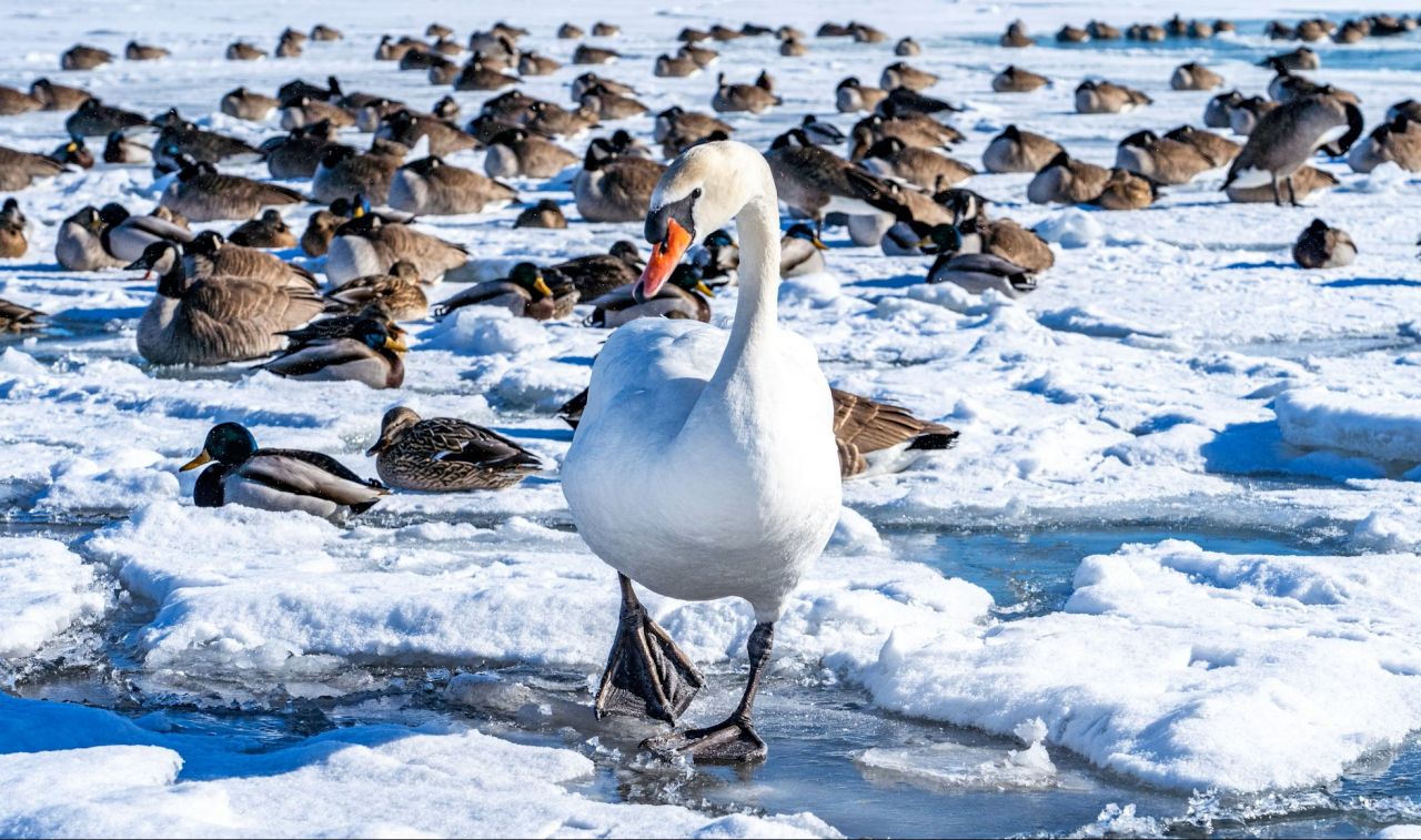 Svane på snedækket sø med ænder i baggrunden