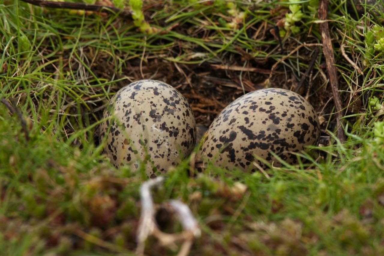 To strandskadeæg i en rede på jorden. Her er græs og jord omkring.