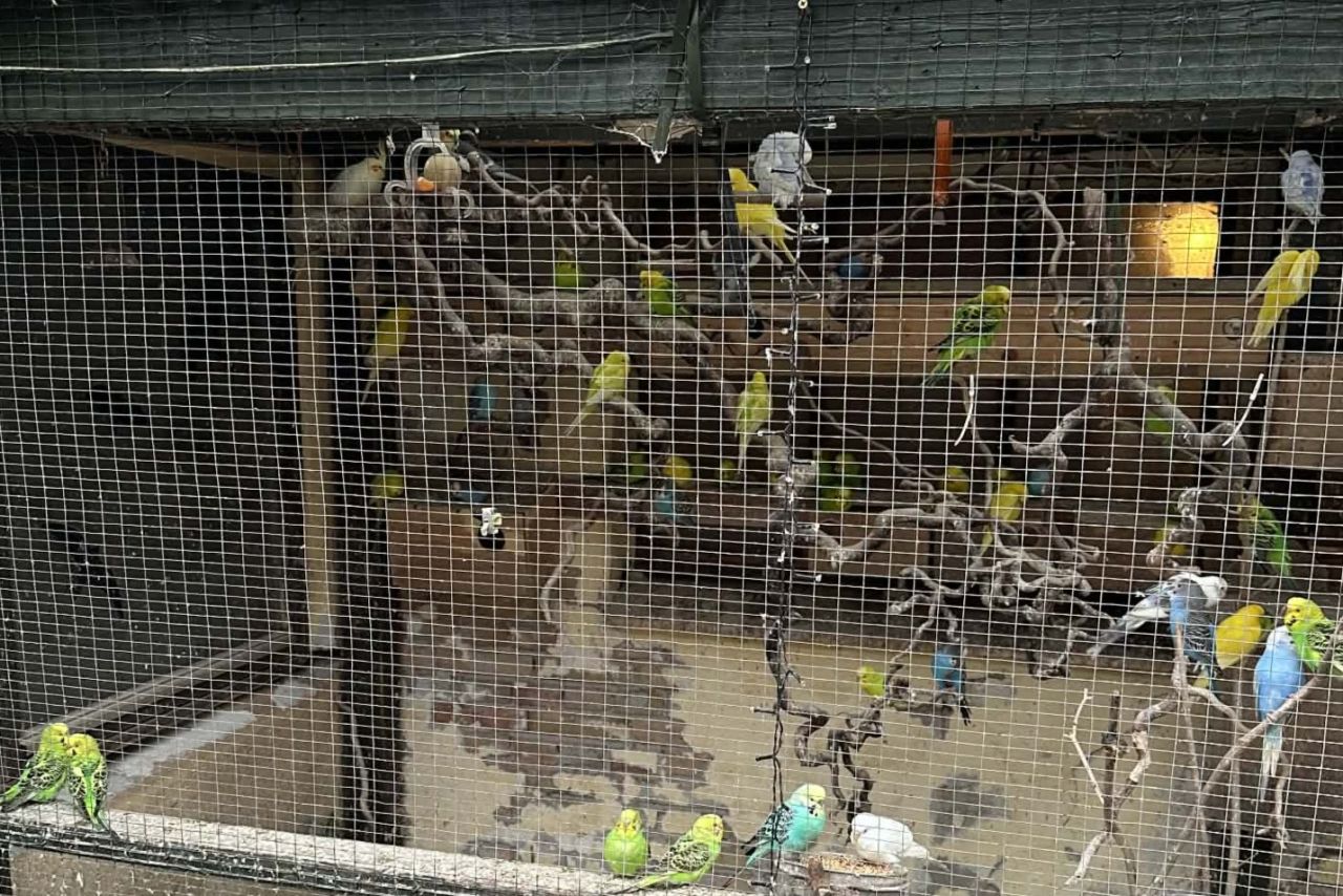 Volieret set udefra, hvor fuglene sidder tæt sammen bag trådhegnet.