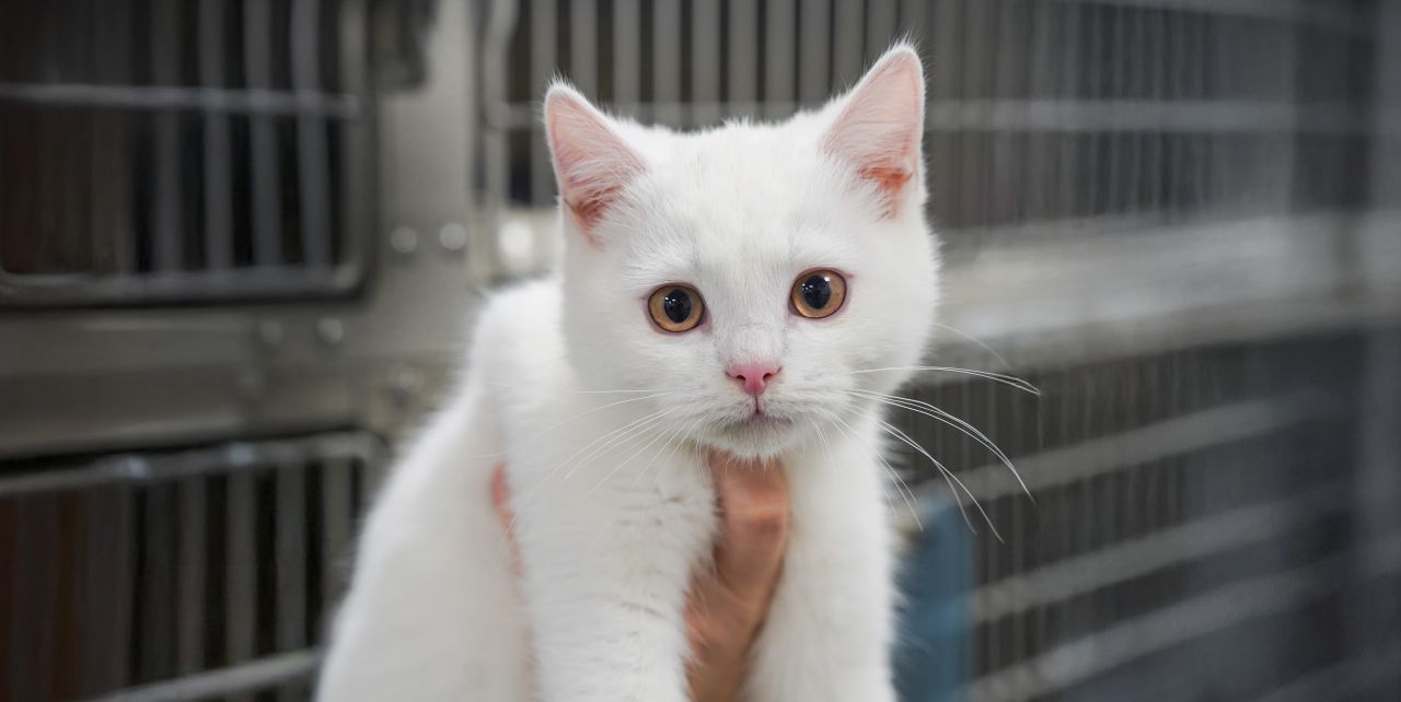 Laila, Loui og Lotte