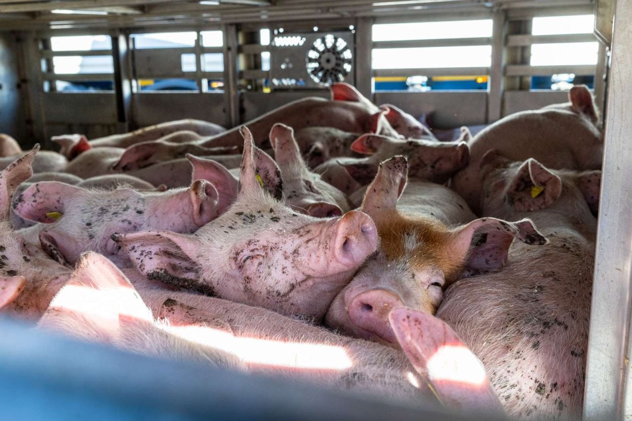 Mange grise klemt sammen på en transportvogn