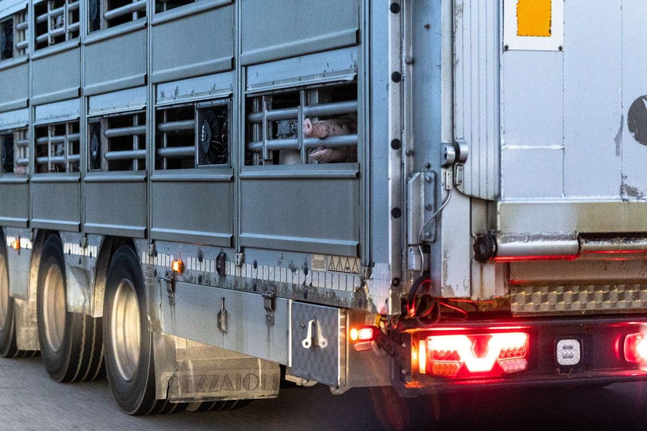 Gris bider fast om tremmerne på en transportvogn