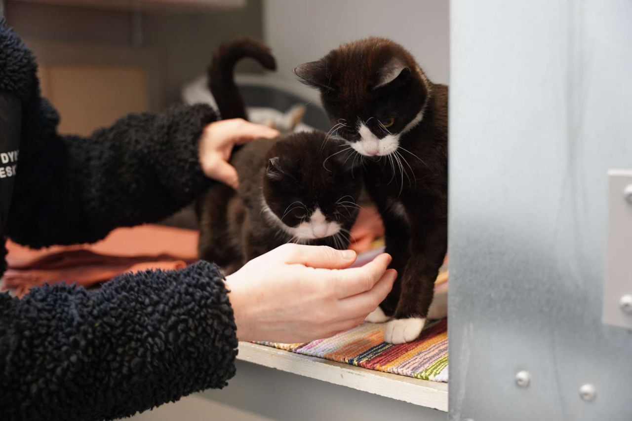 To identiske killinger bliver kælet med en hånd.