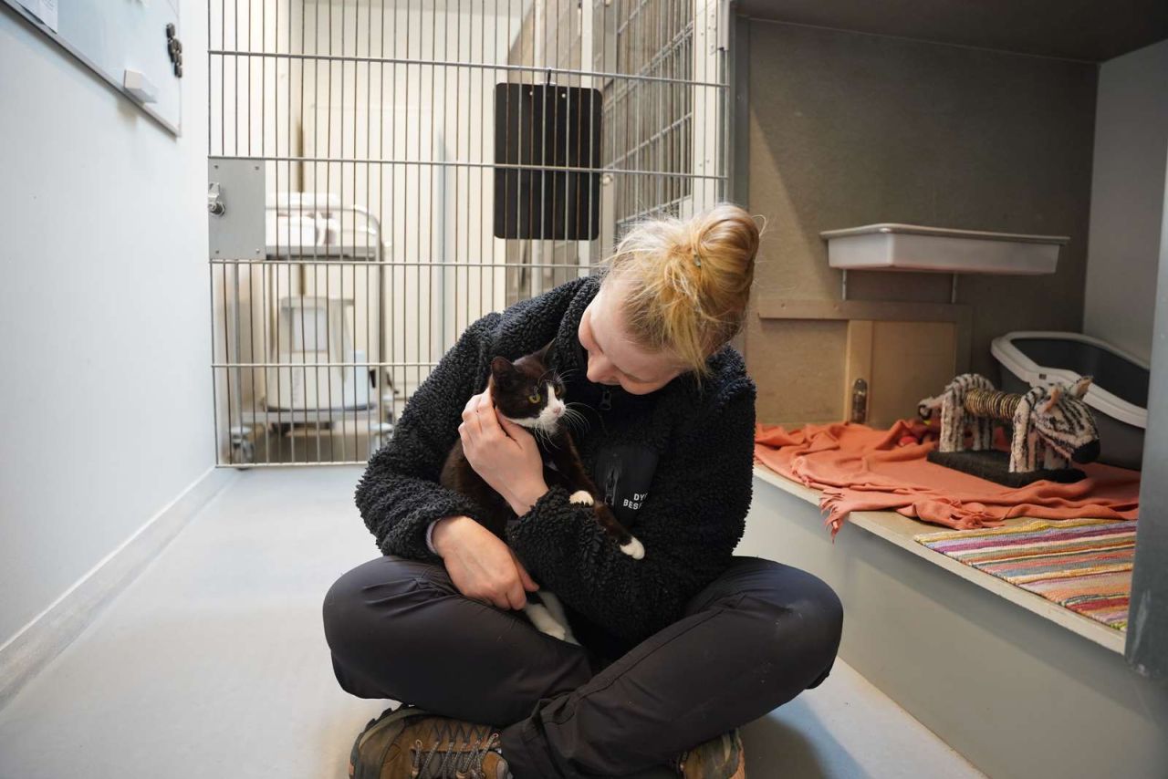 En sort-hvid kat sidder i favnen hos en ung kvinde.