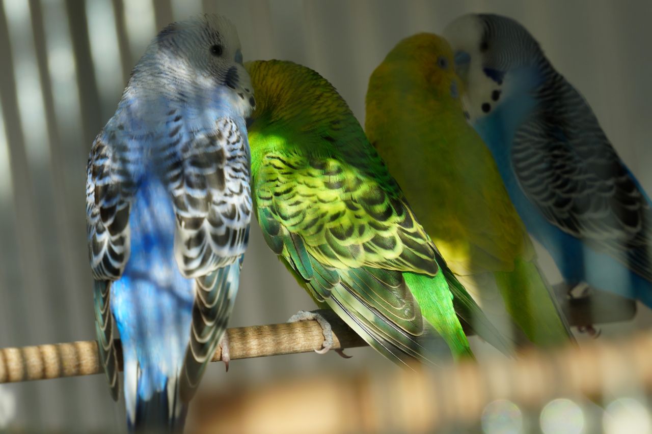 Fire af undulaterne efter de er kommet ind på Roskilde Internat