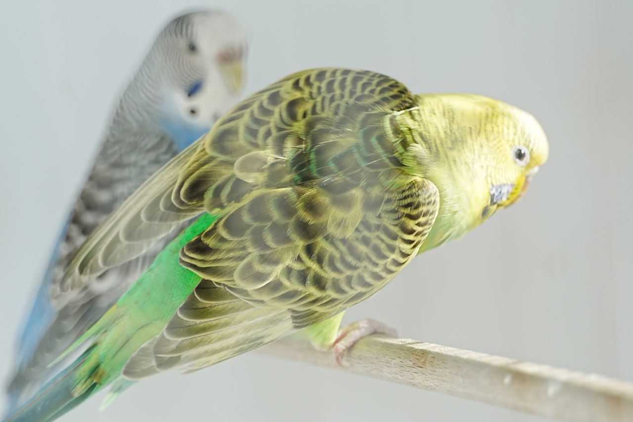 En citrongul papegøje med sorte tegninger på fjerdragten sidder på en pind efter den er blevet indleveret til Roskilde Internat