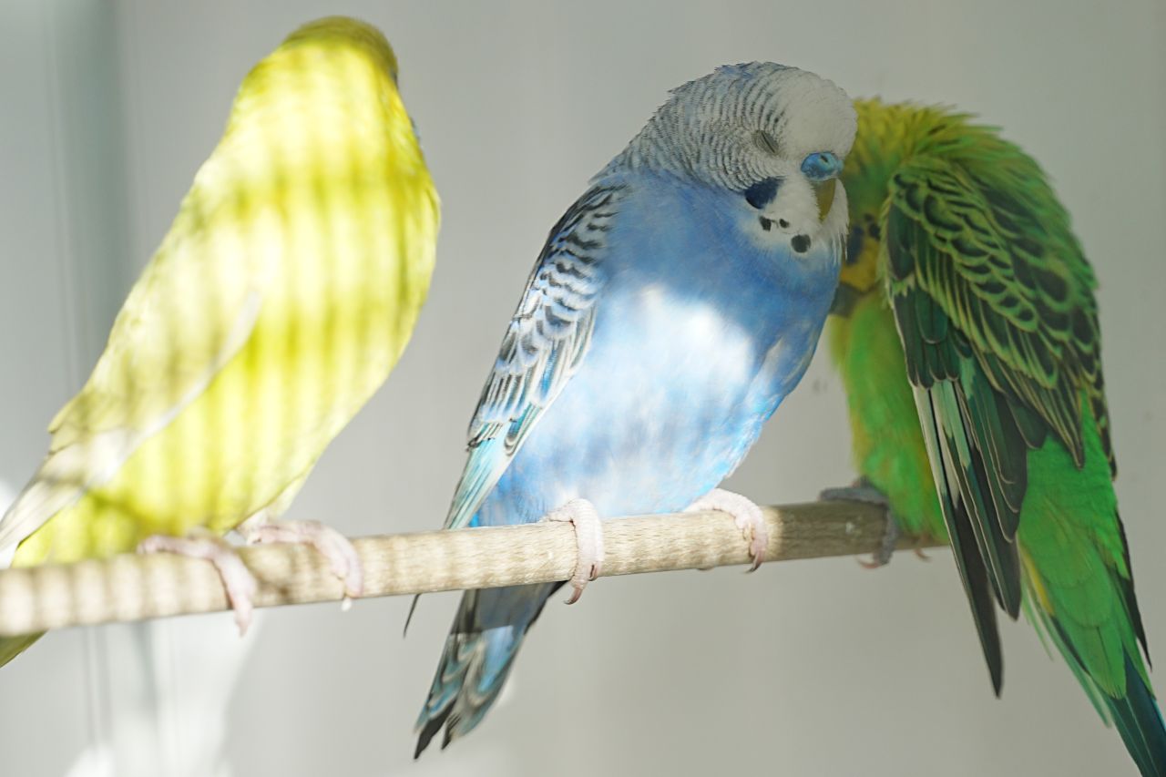 En krystalblå undulat sover på en pind efter en hård redningsaktion