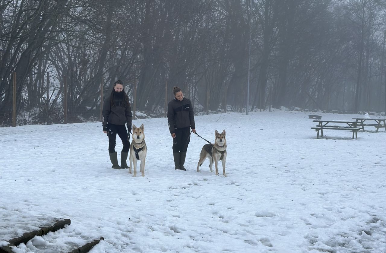 To kvinder står i et sneklædt område med hver sin ulvelignende hund i snor.