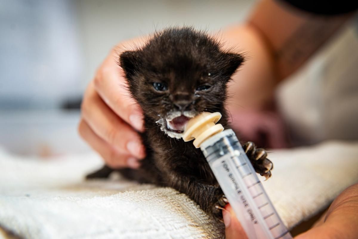 En lille sort killing bliver madet med en sprøjte.