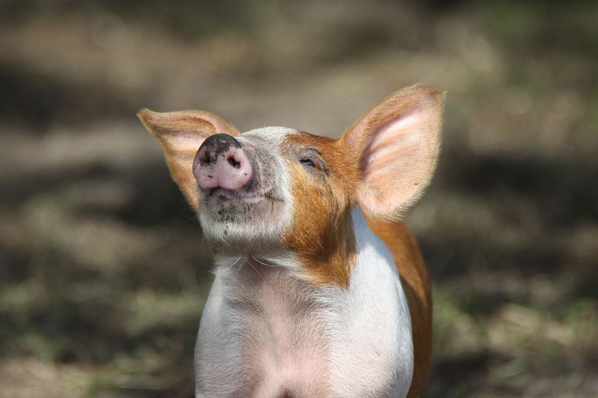 Gris, der vejrer morgenluft