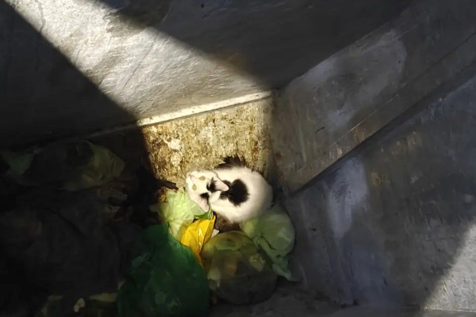 En lille sort og hvid kat ligger på bunden af en affaldsskakt oven på skraldeposer.