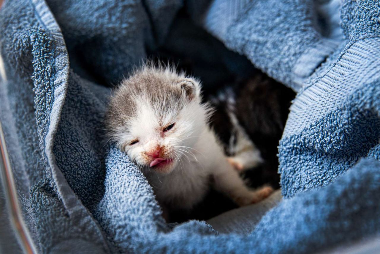 To små killinger sidder og varmer sig i et håndklæde.