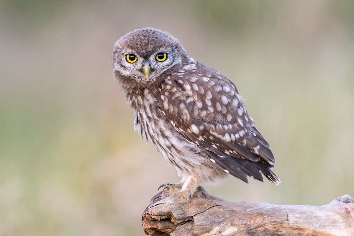 Brun kirkeugle sidder på gren og kigger ind i kamera med store gule øjne